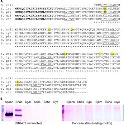 S-RNase Alleles Associated With Self-Compatibility in the Tomato Clade: Structure, Origins, and Expression Plasticity